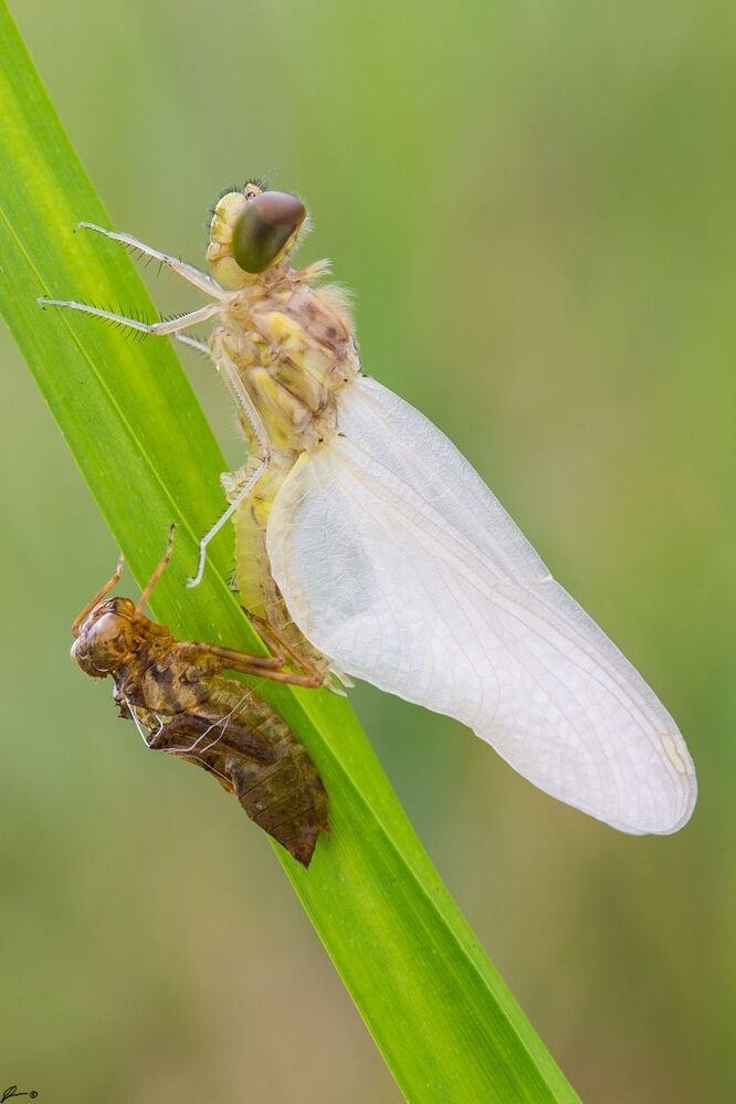 Cordulia aenea