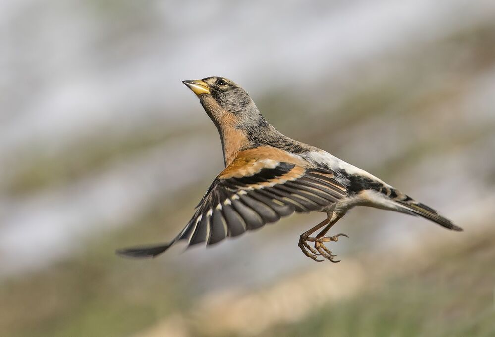 Планинска чинка  Fringilla montifringilla 