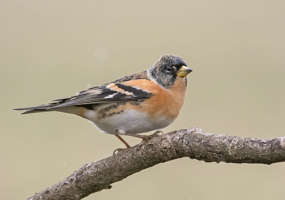 Планинска чинка  Fringilla montifringilla 