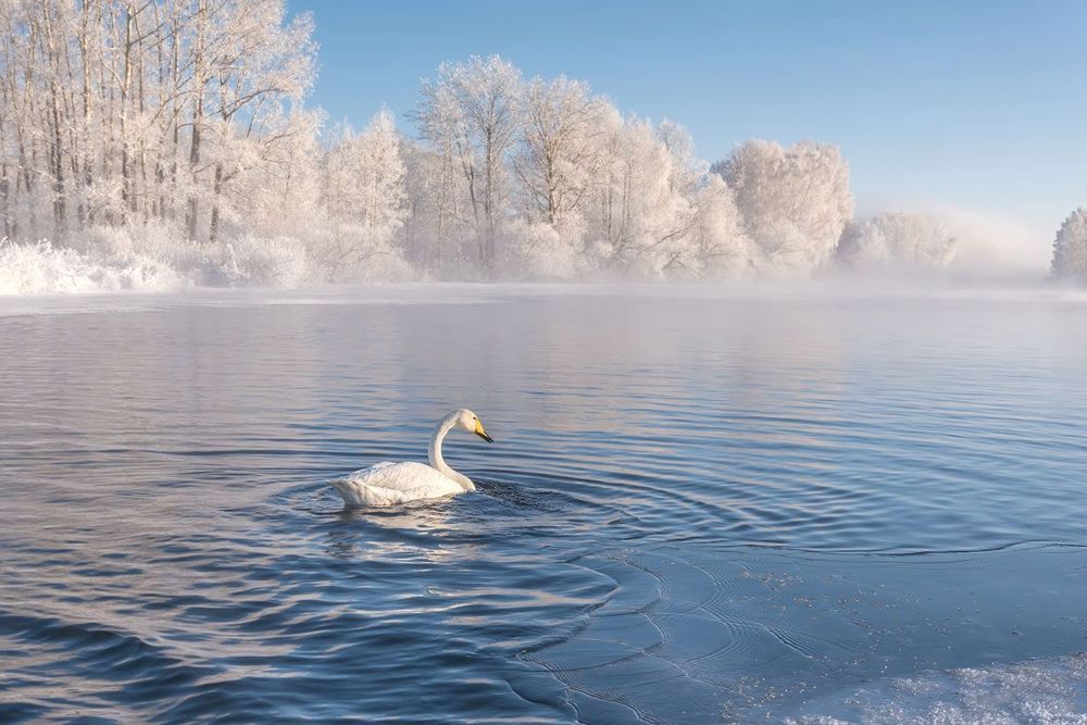 Лебединое