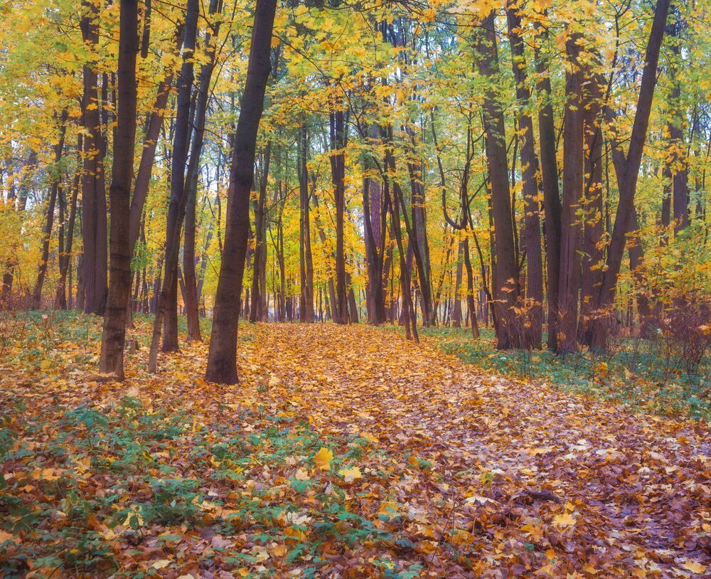 В осеннем парке городском