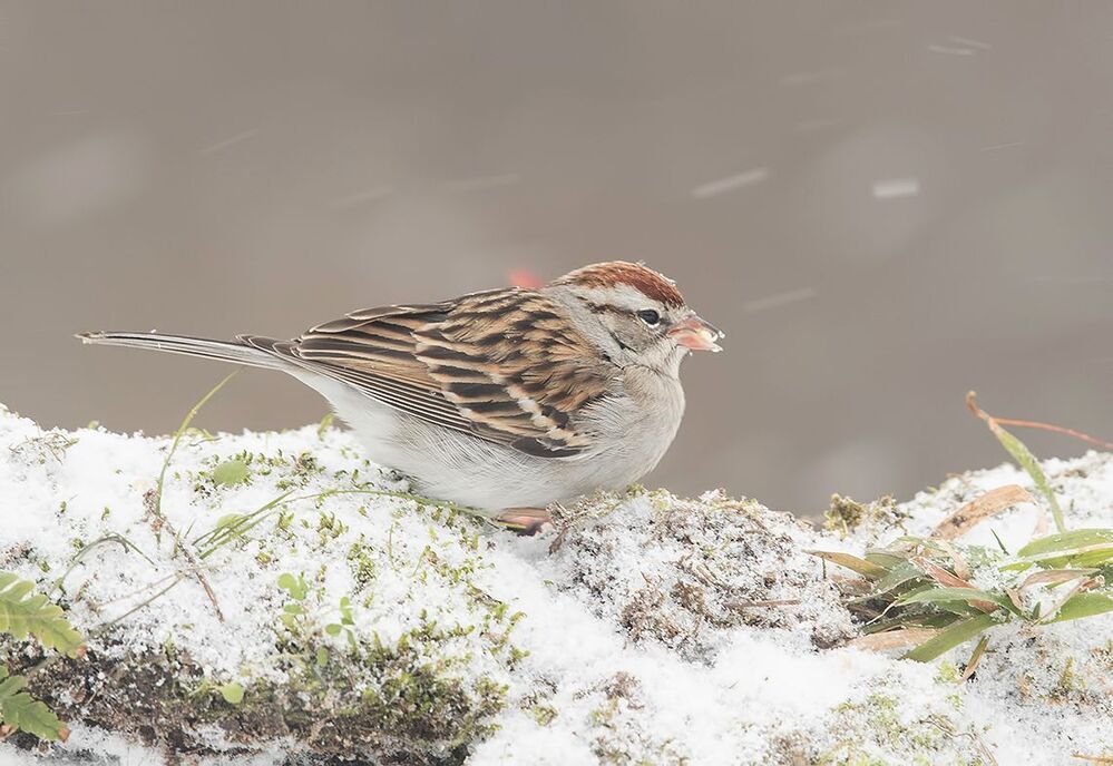 Обыкновенная воробьиная овсянка -Chipping sparrow