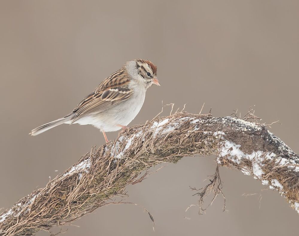 Обыкновенная воробьиная овсянка -Chipping sparrow