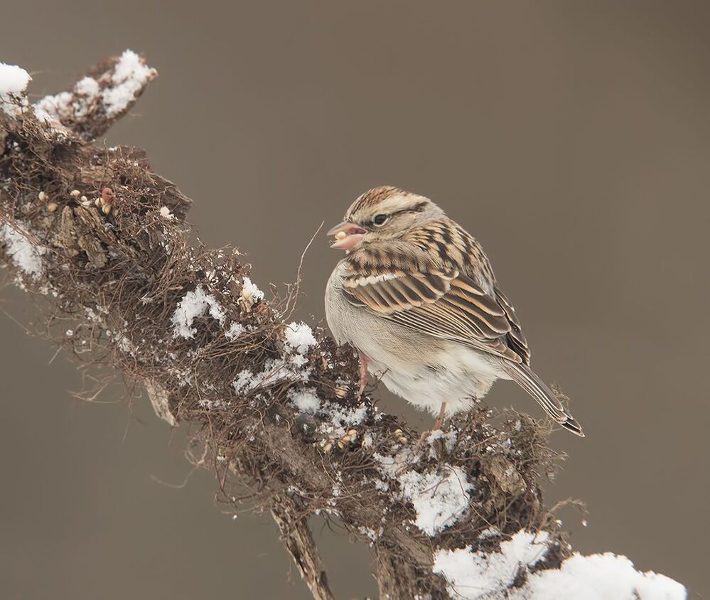 Обыкновенная воробьиная овсянка -Chipping sparrow
