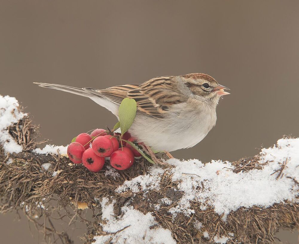 Обыкновенная воробьиная овсянка -Chipping sparrow