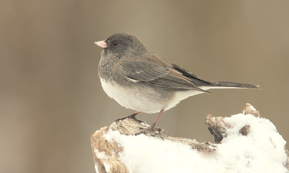 Cамец.Юнко -Junco