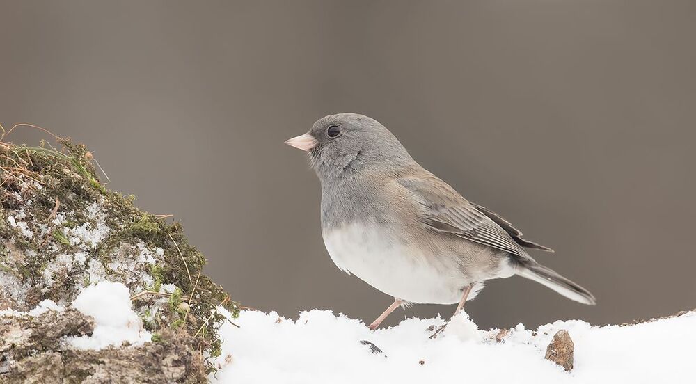 Cамка.Юнко -Junco