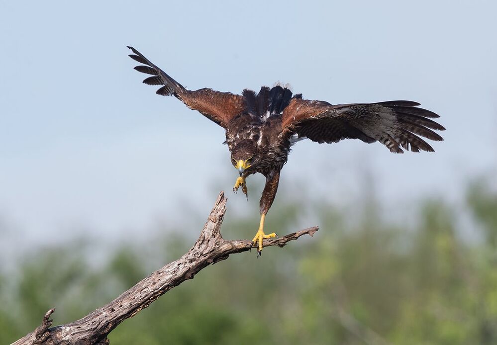 Пустынный канюк - Harris Hawk