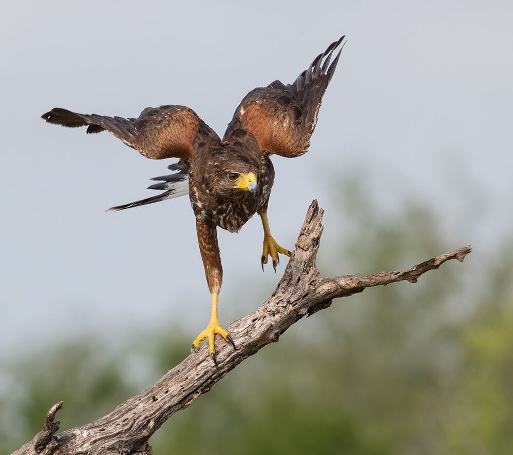 Пустынный канюк - Harris Hawk