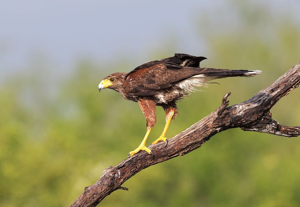 Пустынный канюк - Harris Hawk