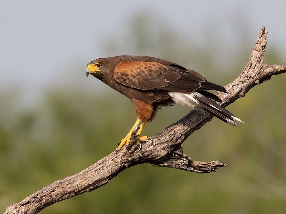 Пустынный канюк - Harris Hawk