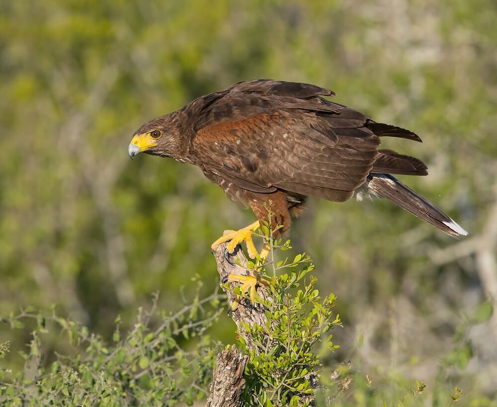 Пустынный канюк - Harris Hawk