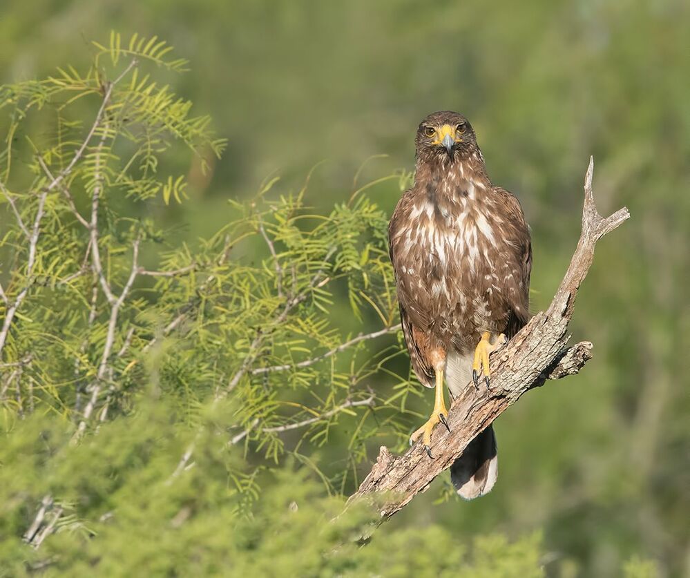 Пустынный канюк - Harris Hawk