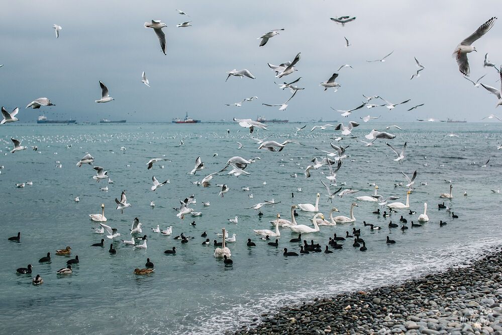 У моря в январе