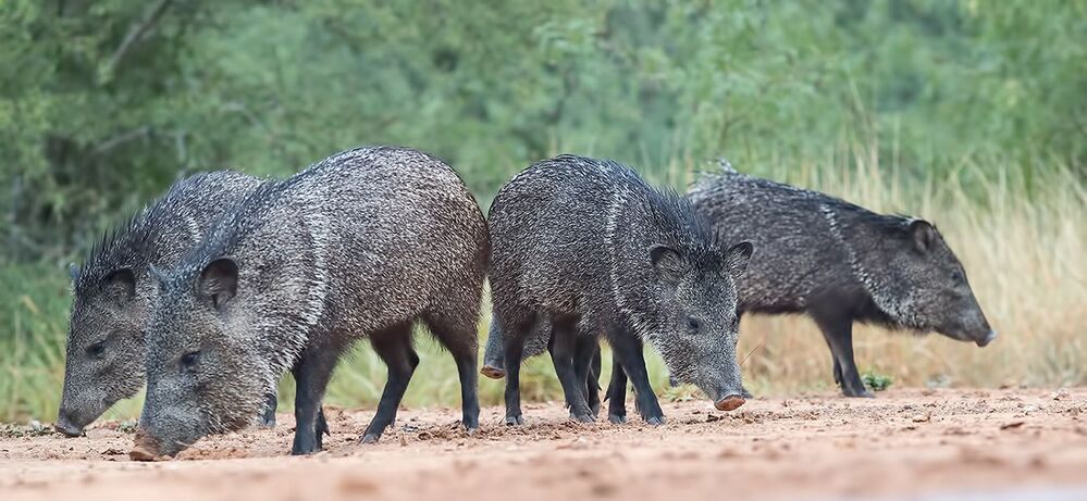 Javelinas - Peccary. Пекариевые