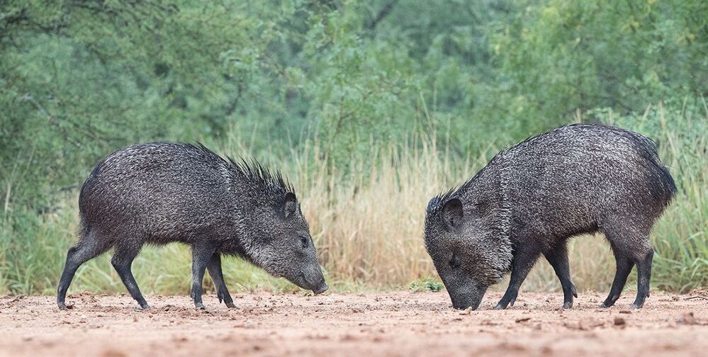 Javelinas - Peccary. Пекариевые