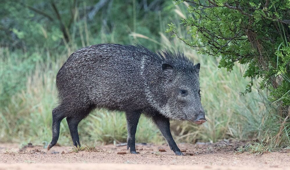 Javelinas - Peccary. Пекариевые