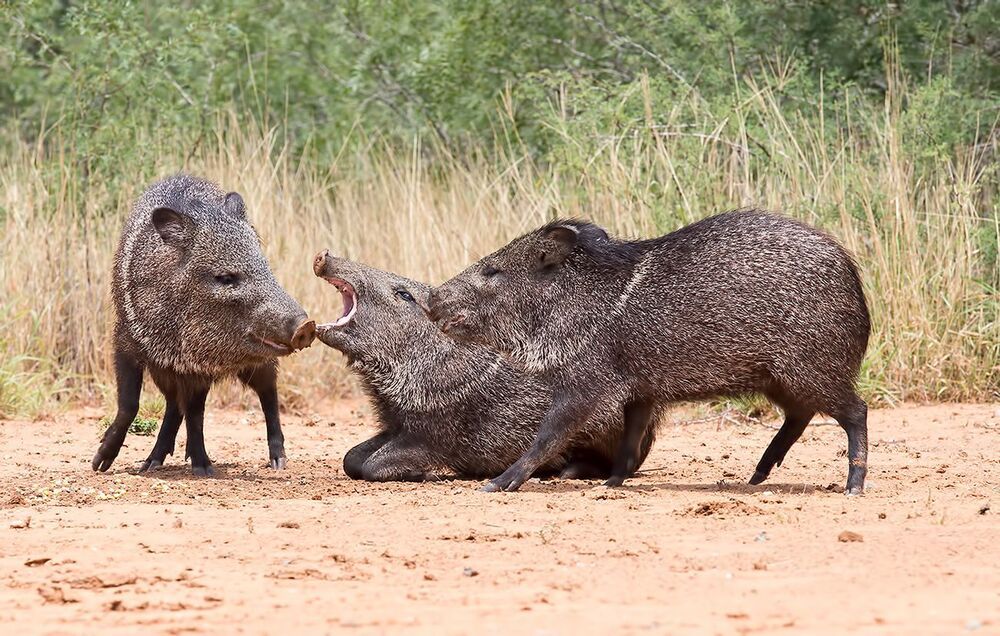 Javelinas - Peccary. Пекариевые