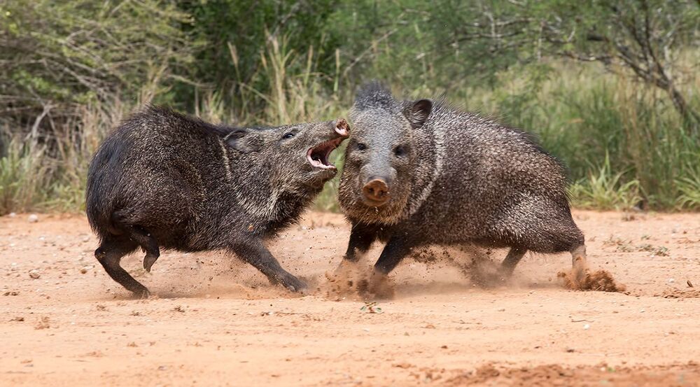 Javelinas - Peccary. Пекариевые