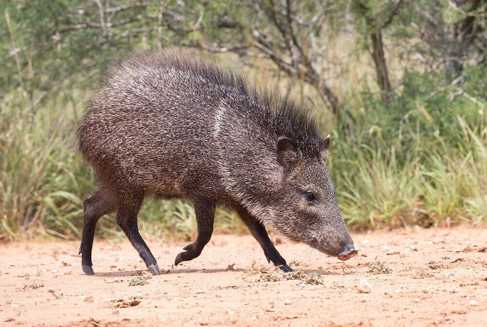 Javelinas - Peccary. Пекариевые