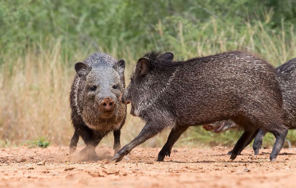 Javelinas - Peccary. Пекариевые