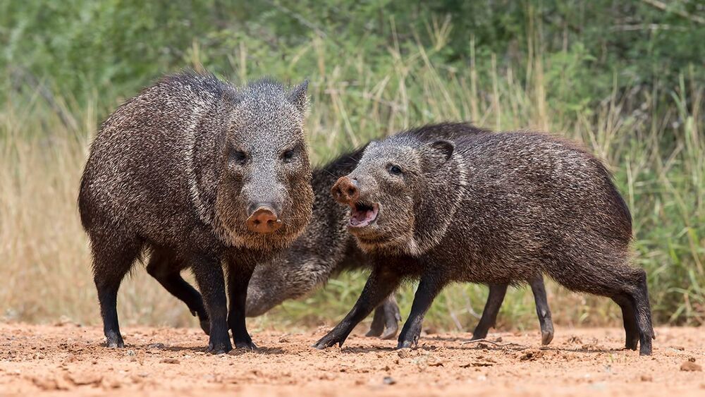 Javelinas - Peccary. Пекариевые