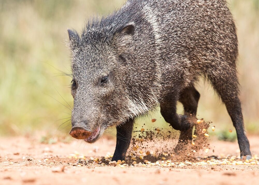 Javelinas - Peccary. Пекариевые
