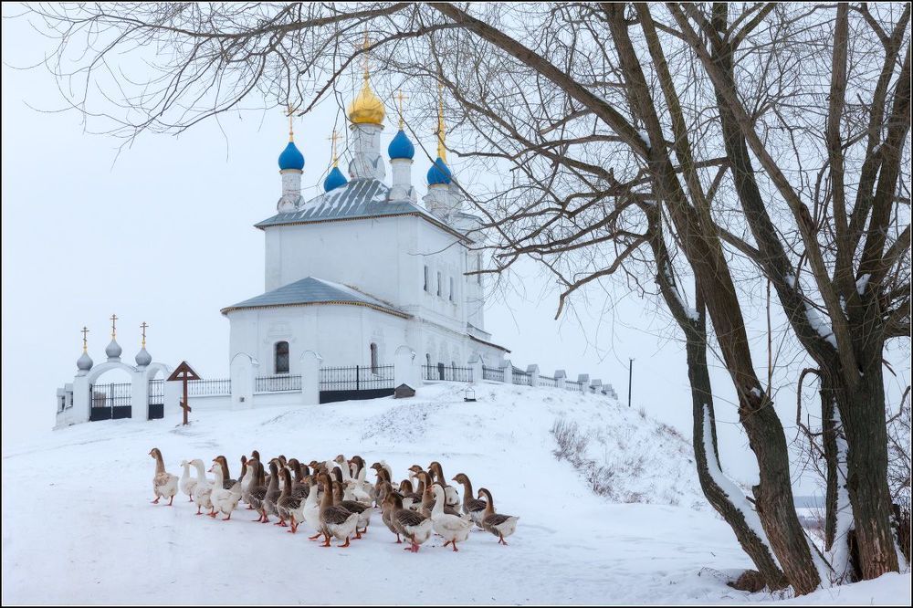 Гусиные истории