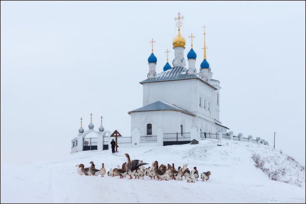 Гусиные истории