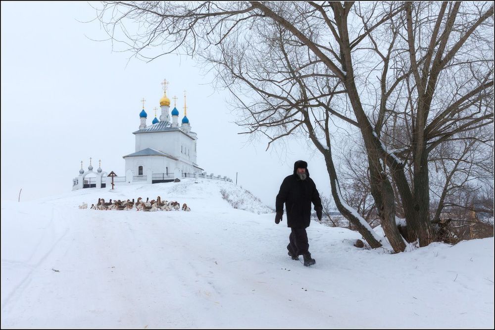 Гусиные истории