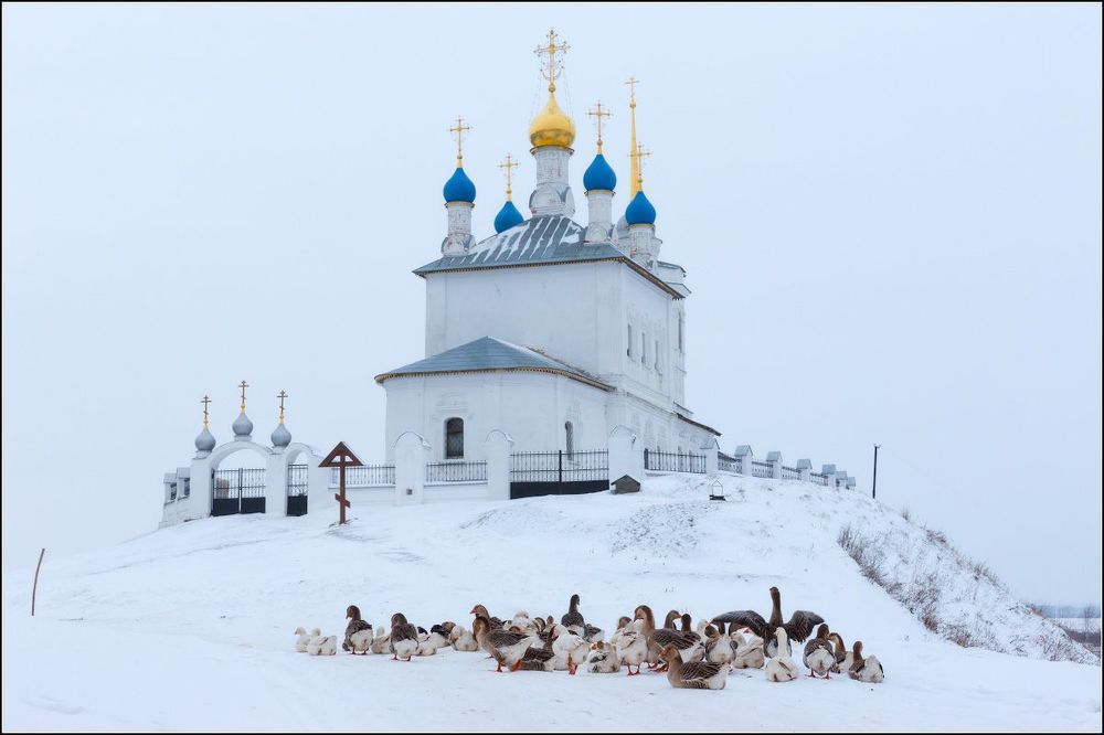 Гусиные истории