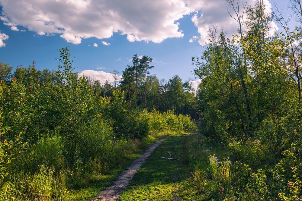 Летний вечер тень бросает