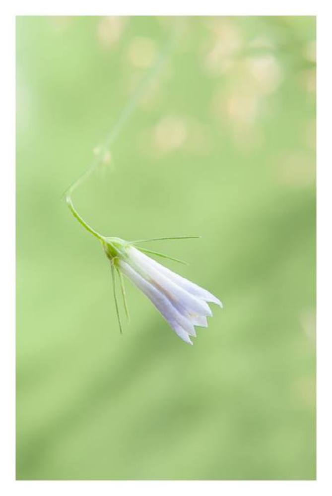 The dancer