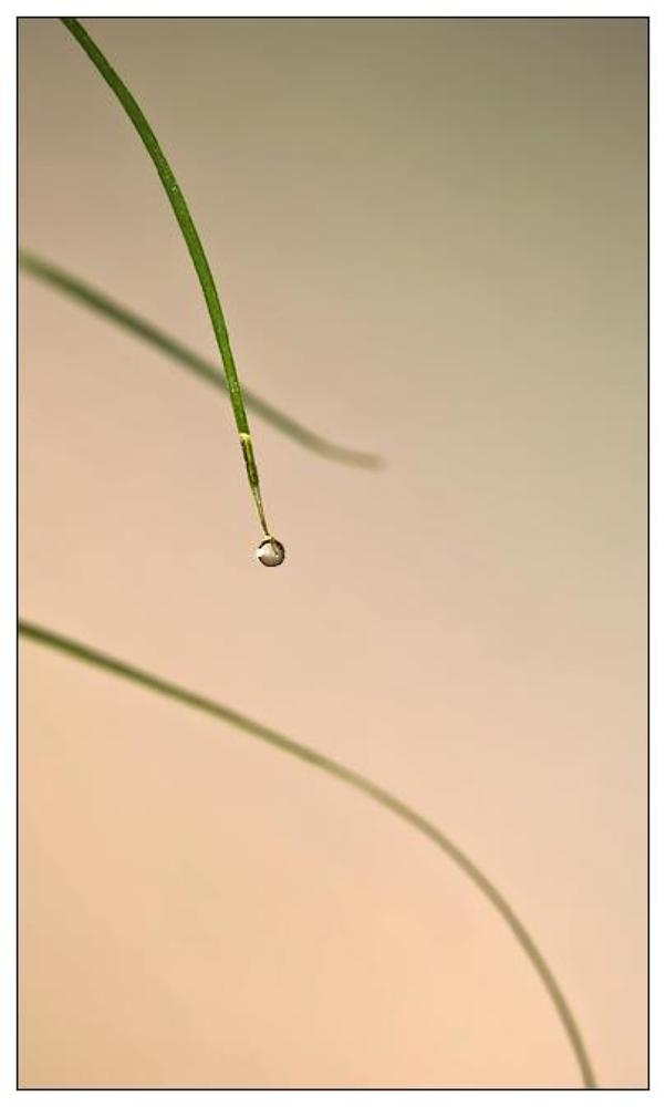 The last drop