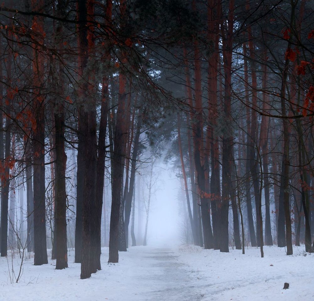 Белая мгла. Январь