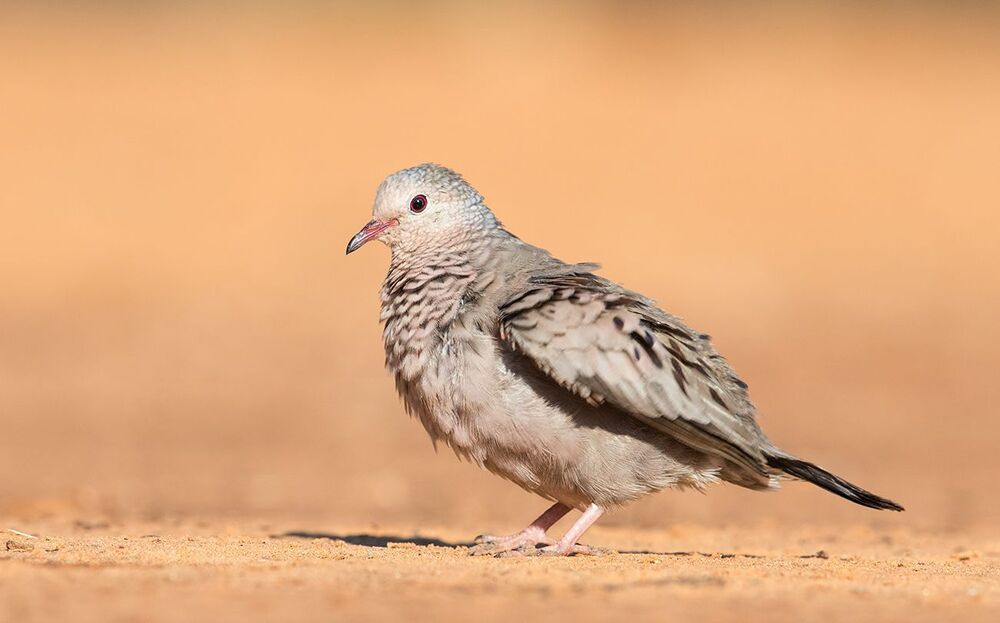 Common ground Dove - Воробьиная Земляная горлица