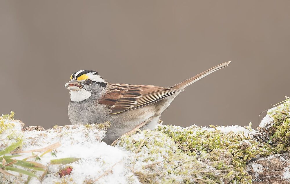 White-Crowned Sparrow - Белоголовая зонотрихия