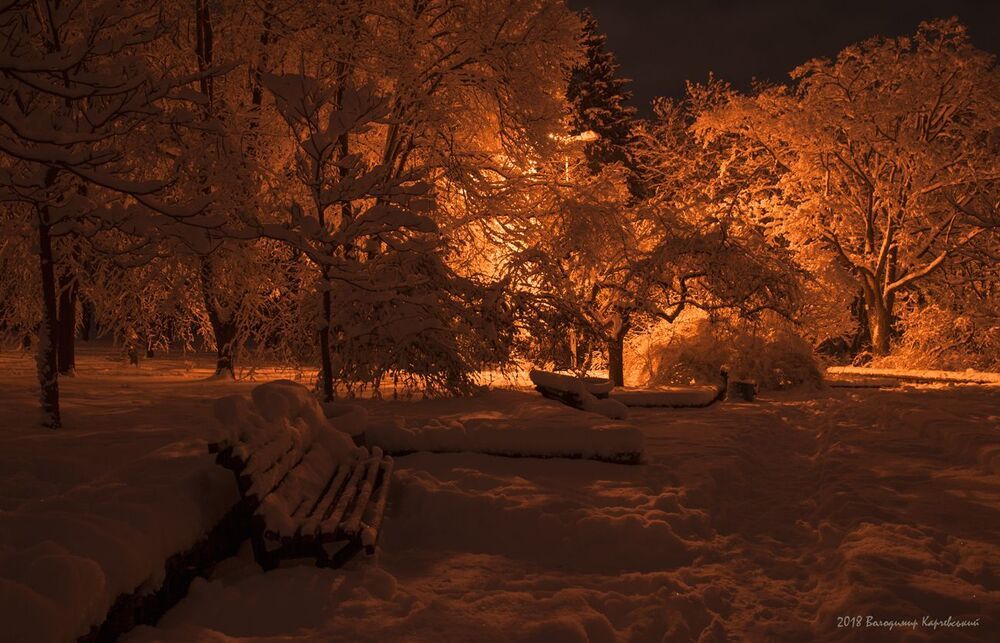 Прогулка ночным парком