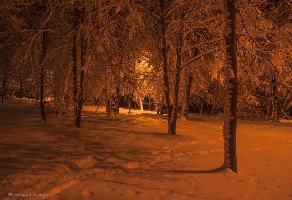 Прогулка ночным парком