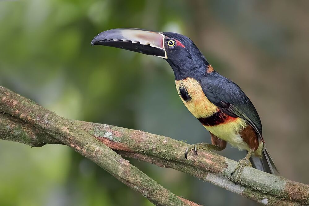 Collared Aracari