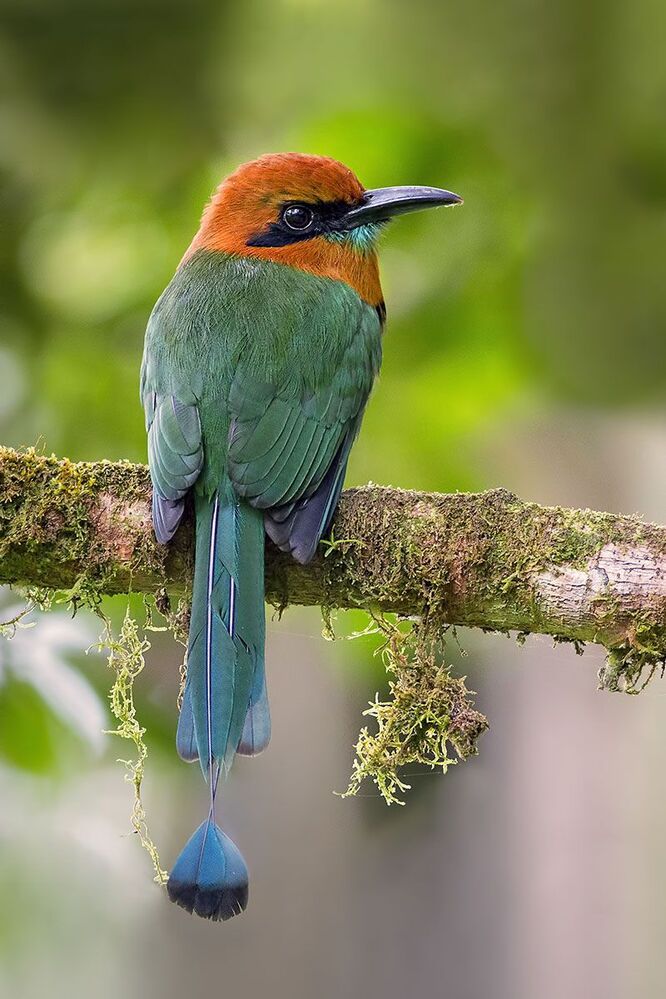 Broad-billed Motmot