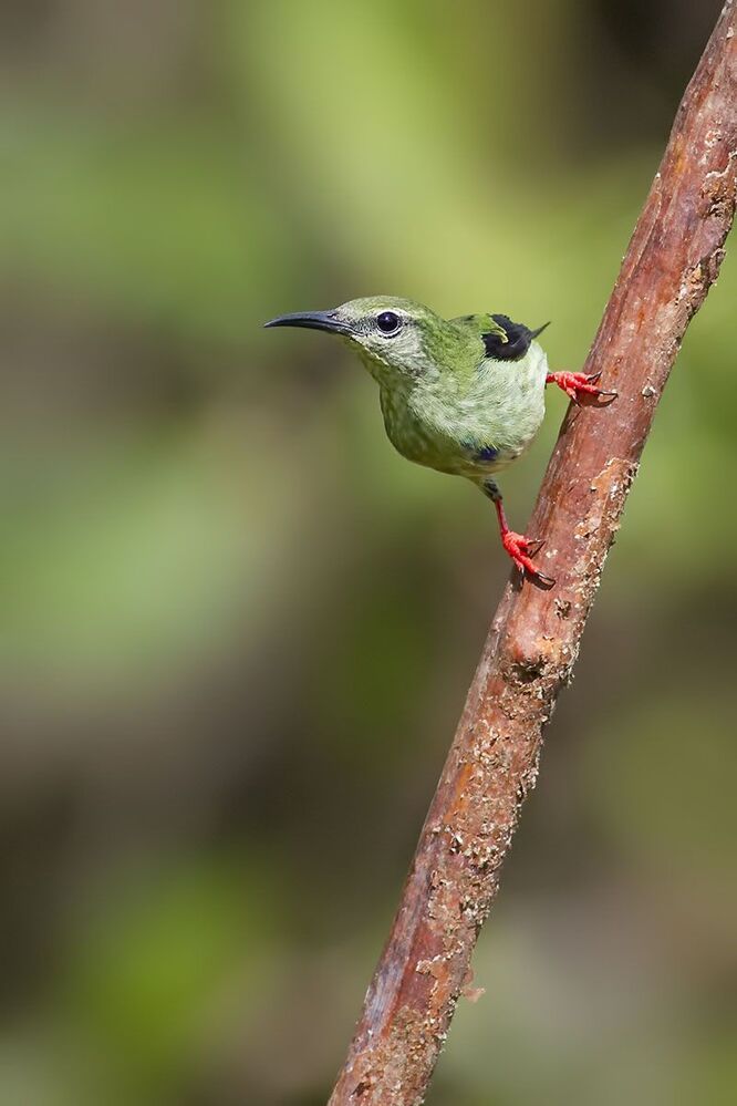 Red-legged Honeycreeper (female)