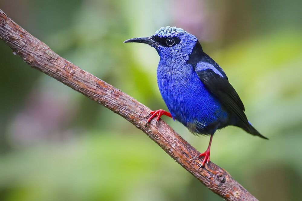 Red-legged Honeycreeper