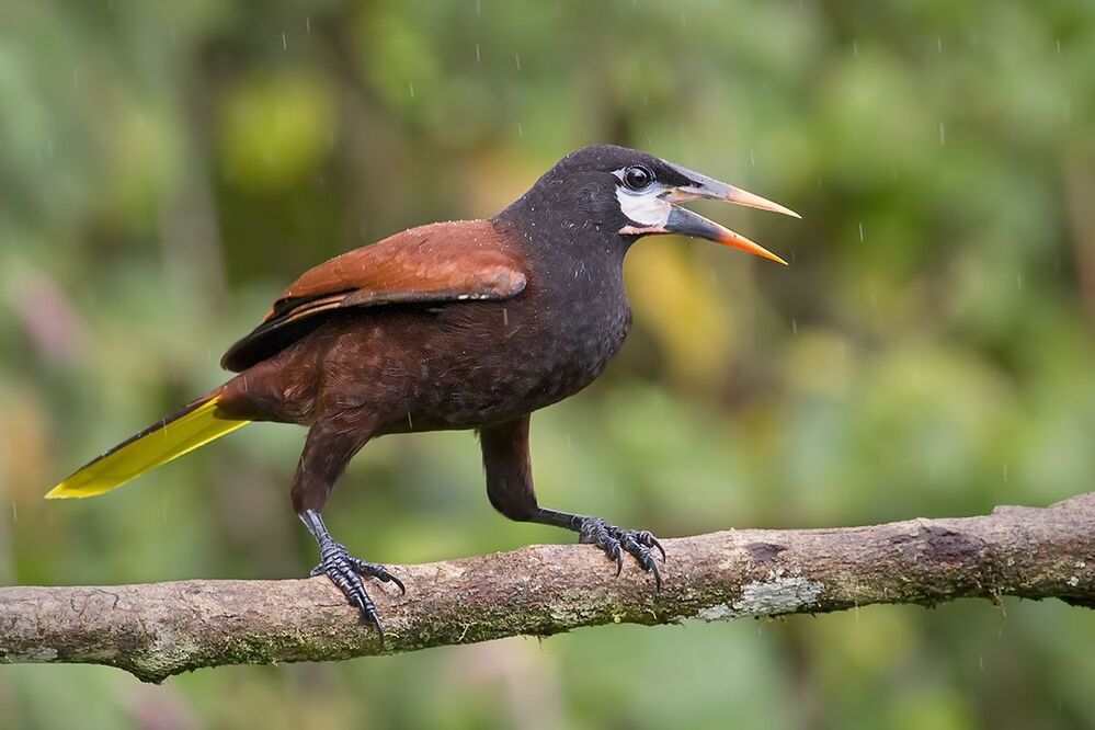 Montezuma oropendola