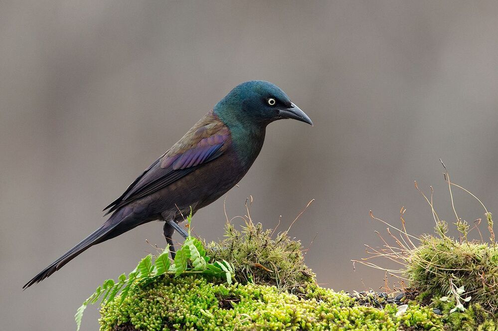 Гракл - Common Grackle