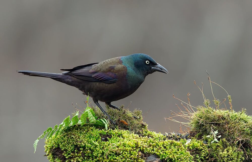 Гракл - Common Grackle
