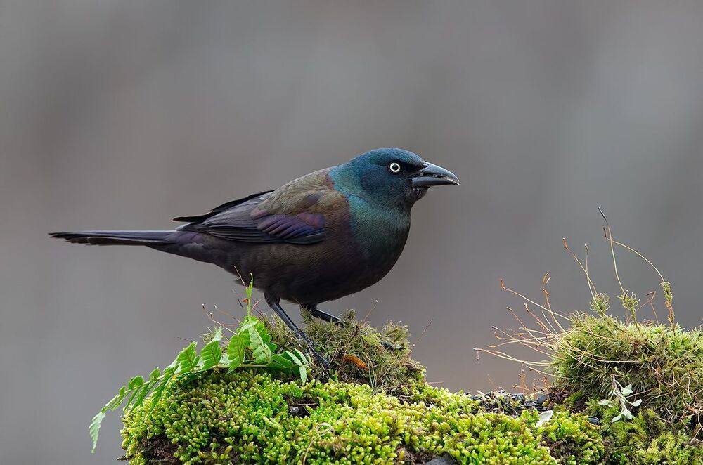 Гракл - Common Grackle