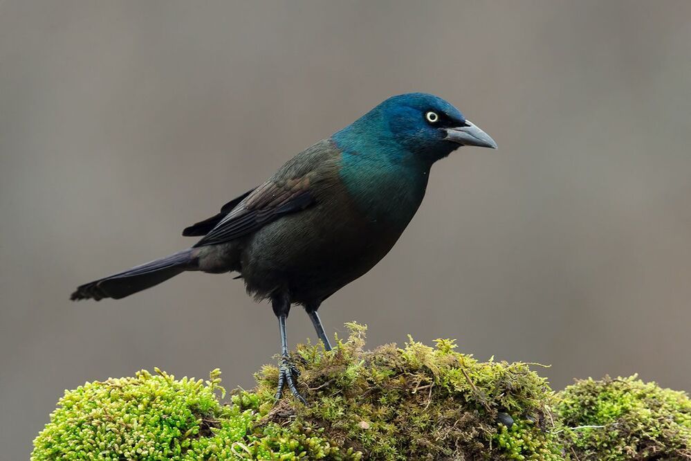 Гракл - Common Grackle