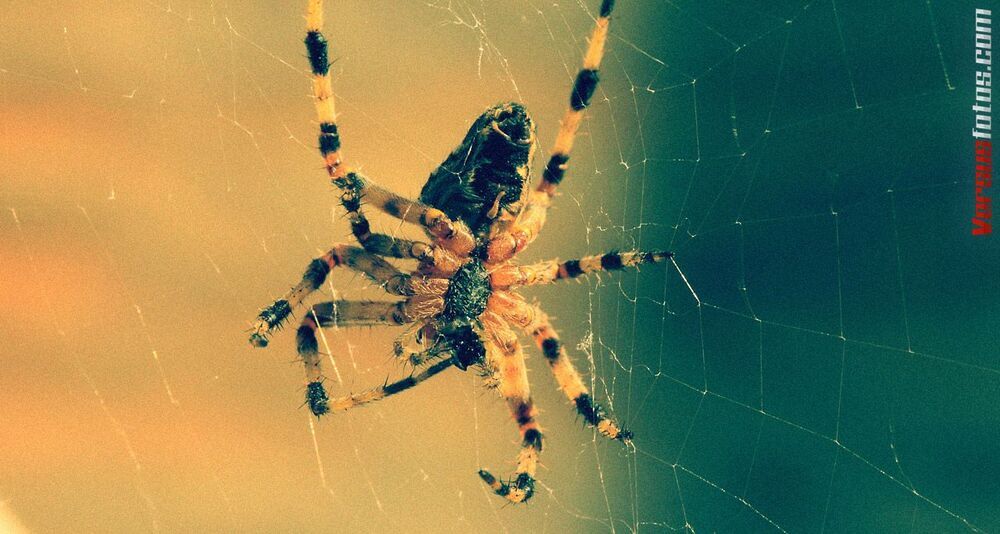 Giant Spyder