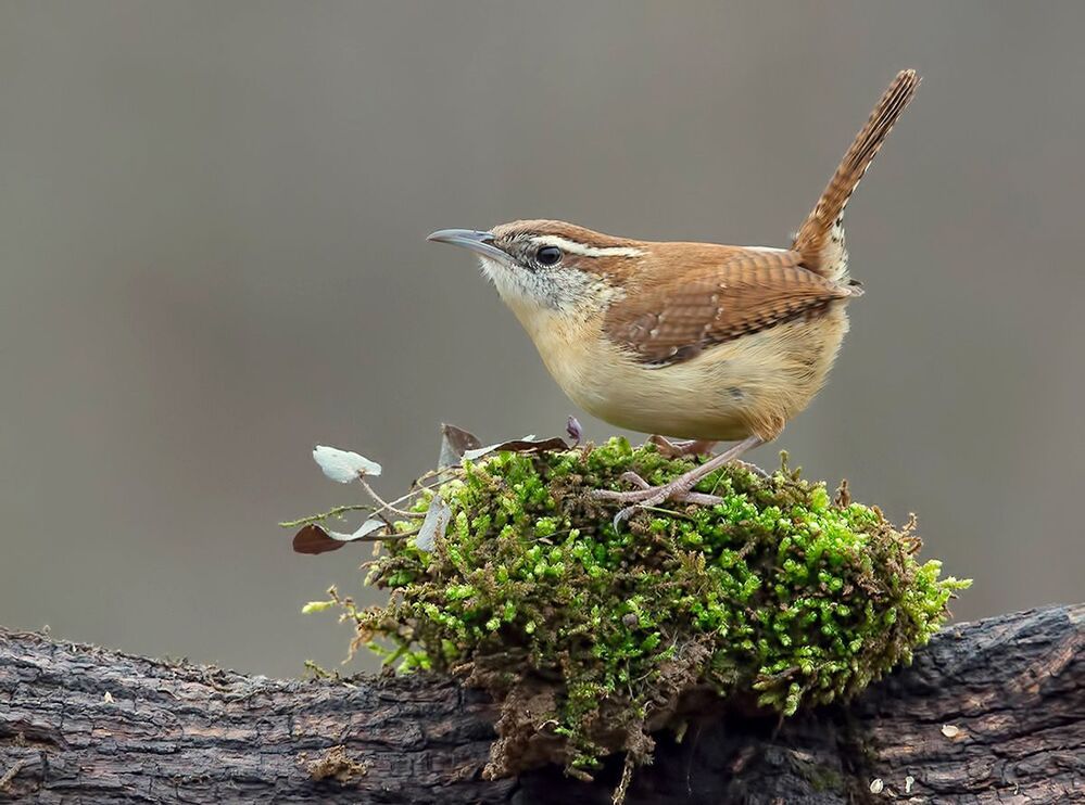 Крапивник Каролинский - Carolina Wren
